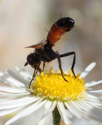 Cylindromyia auriceps